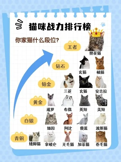 猫咪游戏排行榜解析：名猫游戏盘点与知识点揭晓