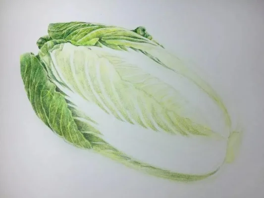 彩铅绘制大白菜教程：从轮廓到表情，彩泥制作白菜帮与叶步骤详解